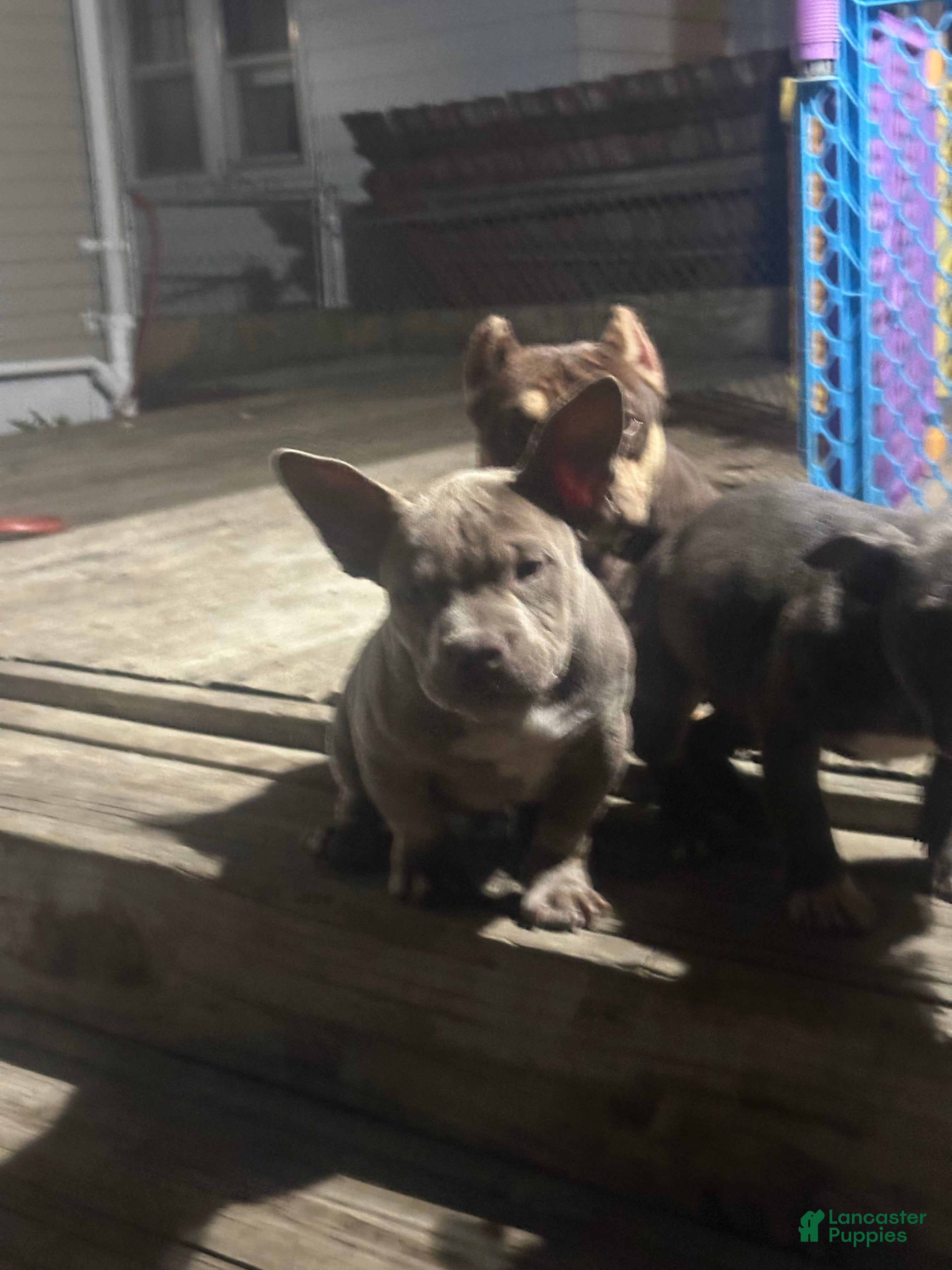 American Bully dogs Gotti - Ad 2