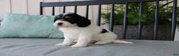 Cavapoo dogs for sale: Daisy - Ad 2
