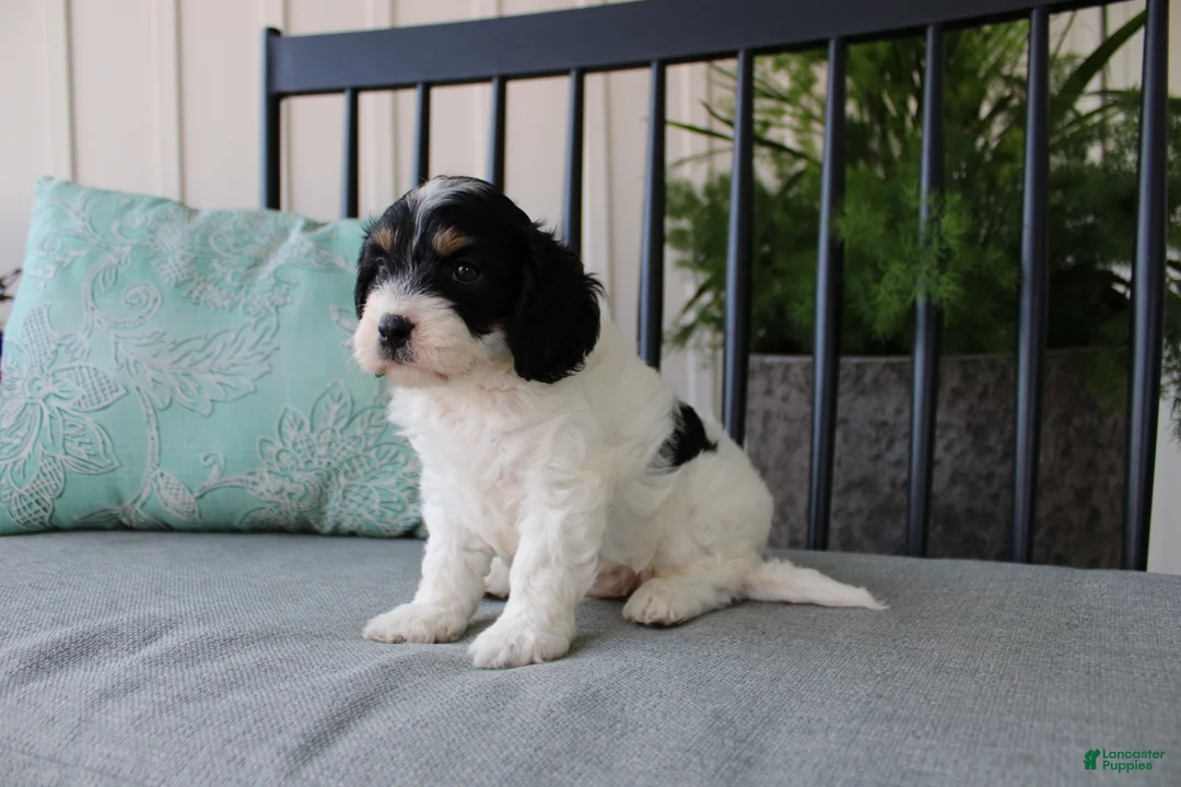 Cavapoo dogs for sale: Daisy - Ad 2