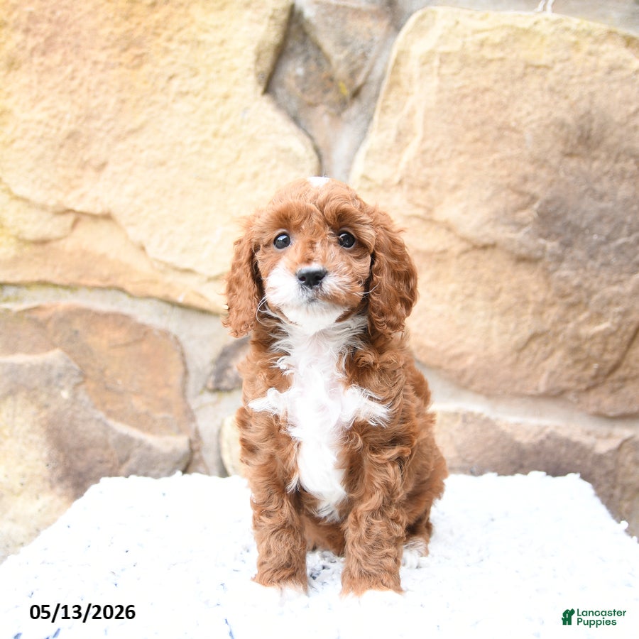 Cavapoo dogs Maple   - Ad 1