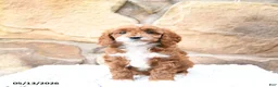 Cavapoo dogs for sale: Maple   - Ad 1