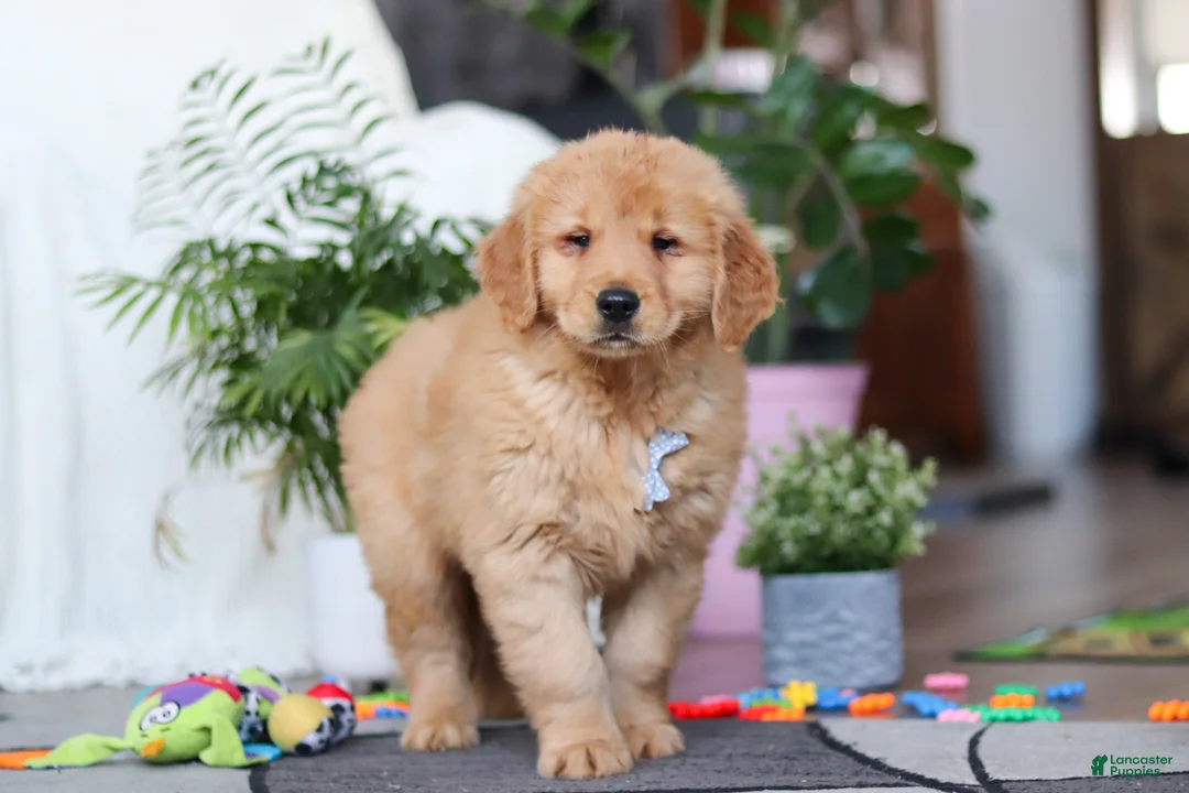 Golden Retriever dogs for sale: Smoker - Ad 5
