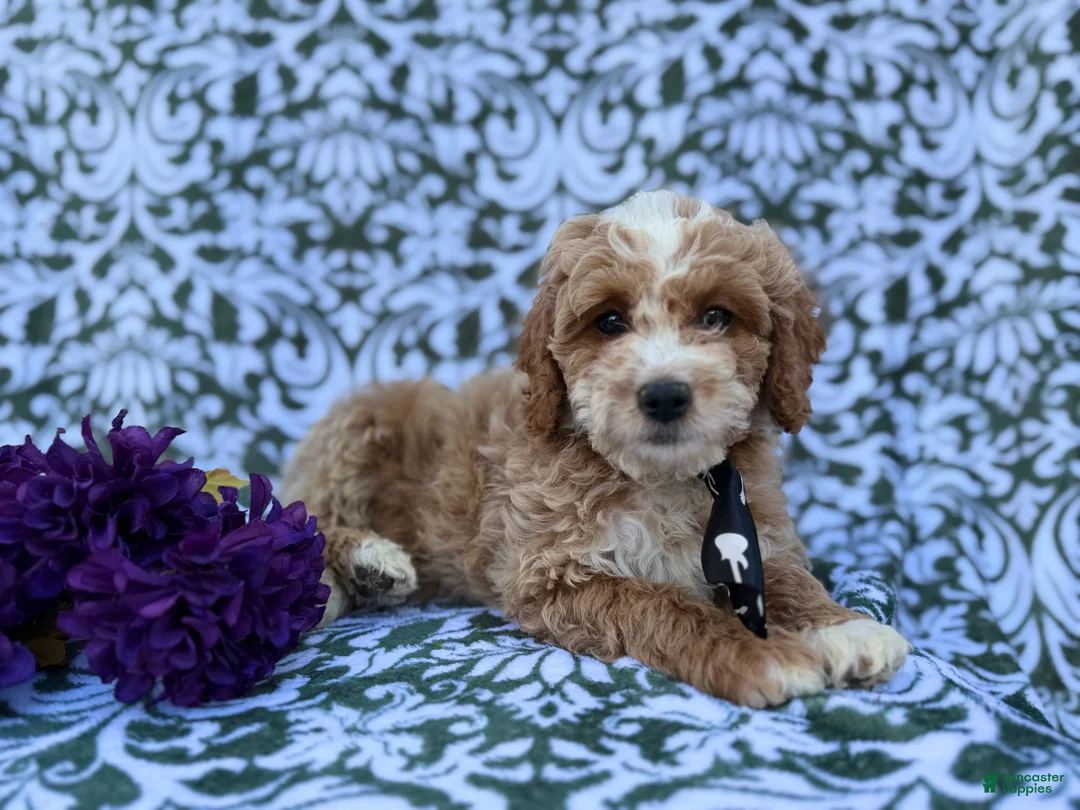 Cockapoo dogs for sale: Finn - Ad 3