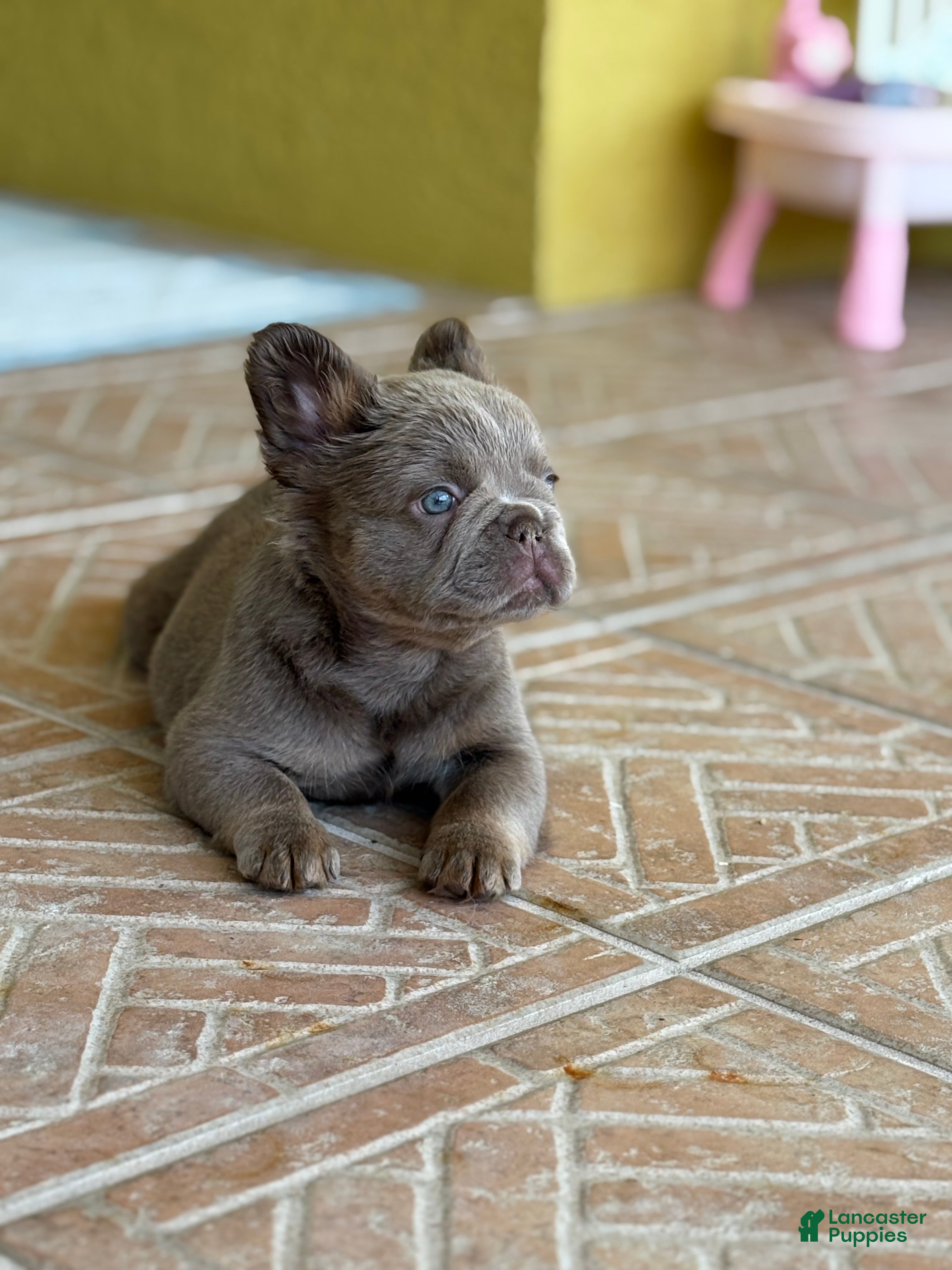 French Bulldog dogs Honey  - Ad 1
