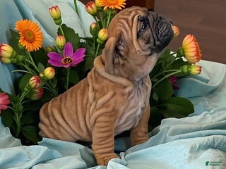 English Bulldog dogs - Ad 36