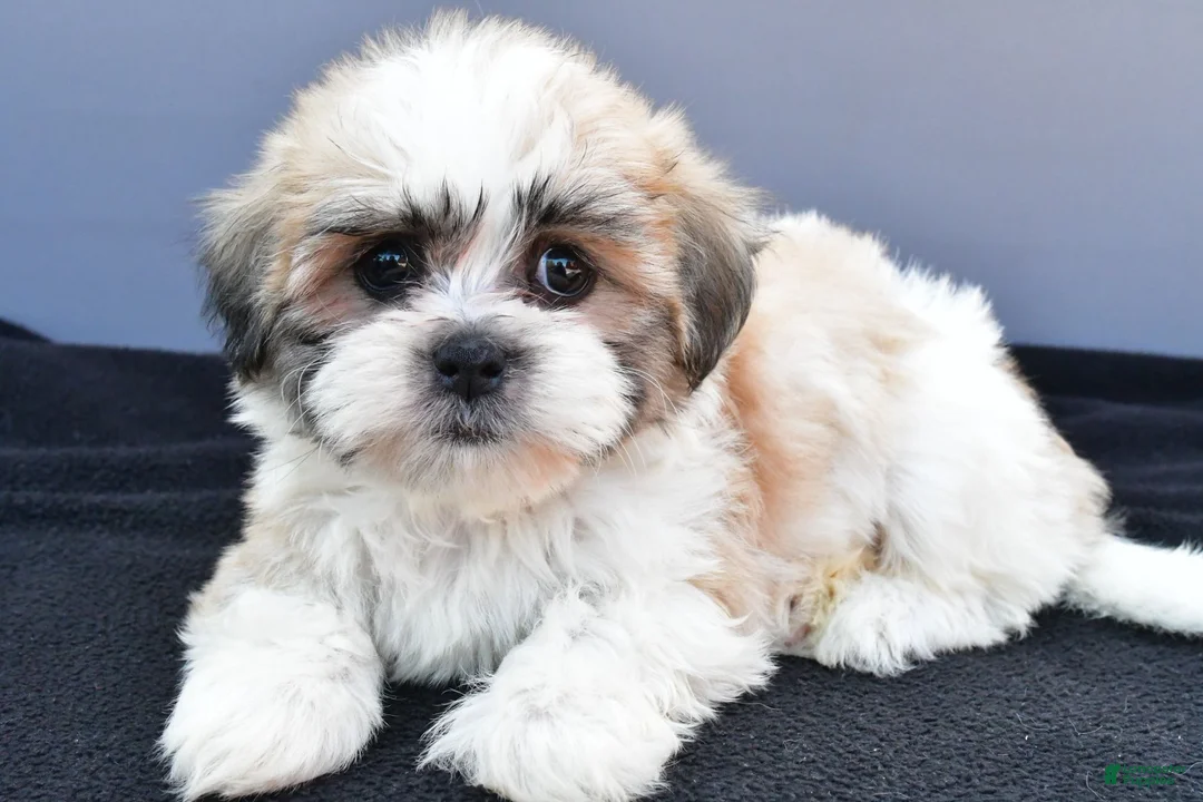 Teddy Bear dogs for sale: Tate - Ad 2