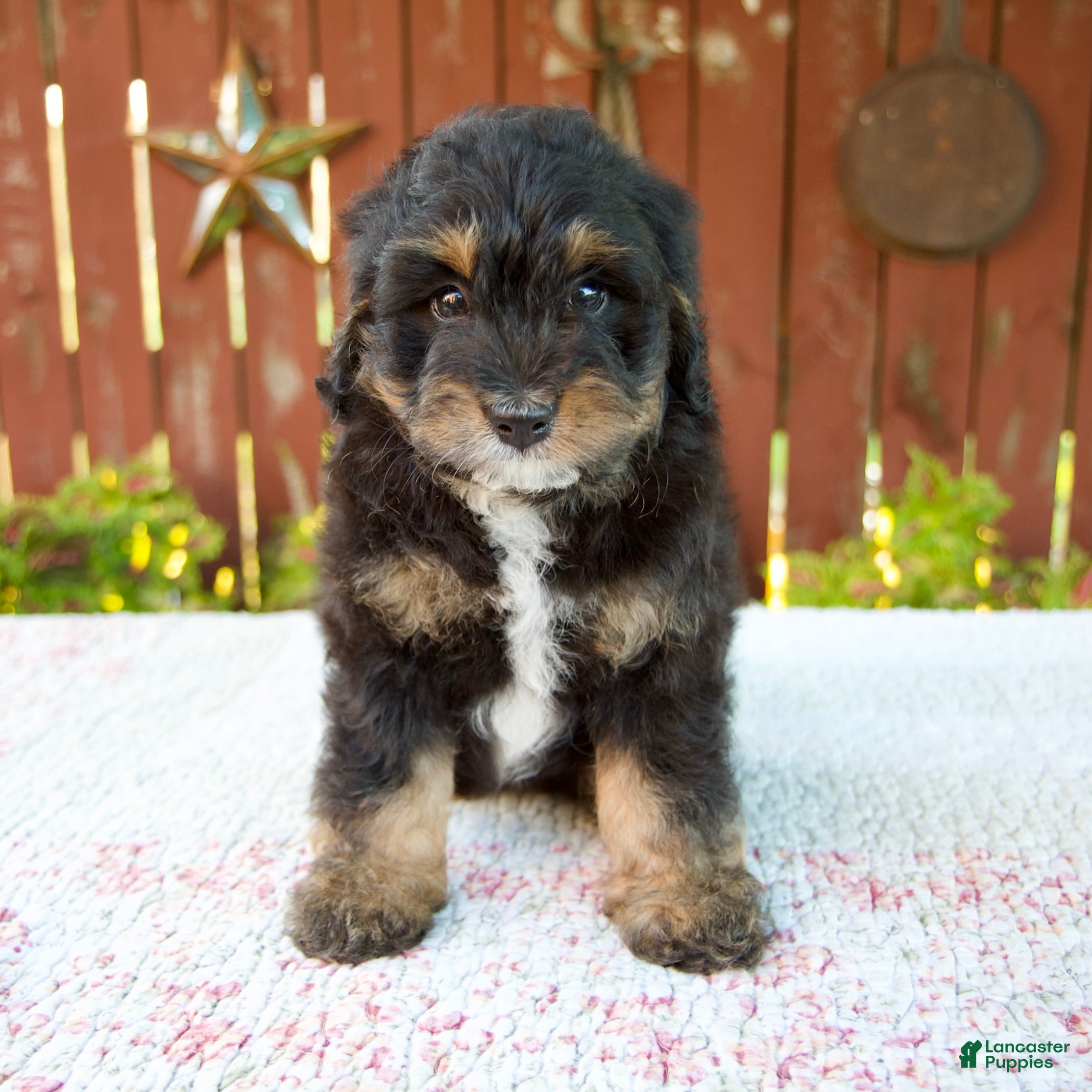 Mini Bernedoodle dogs Nehemiah - Ad 1