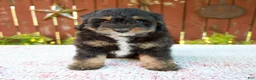 Mini Bernedoodle dogs for sale: Nehemiah - Ad 5