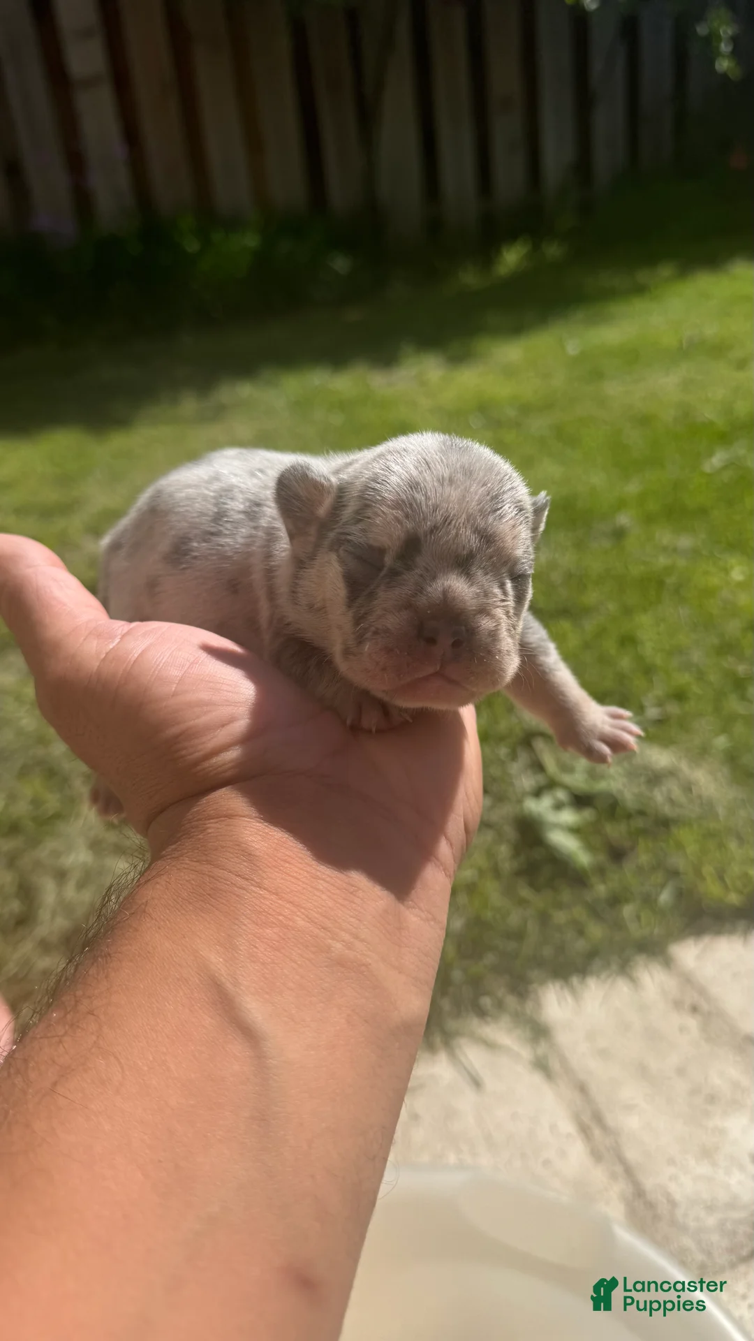 French Bulldog dogs for sale: Coco - Ad 1