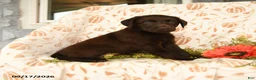 Labrador Retriever dogs for sale: Mindy - Ad 5