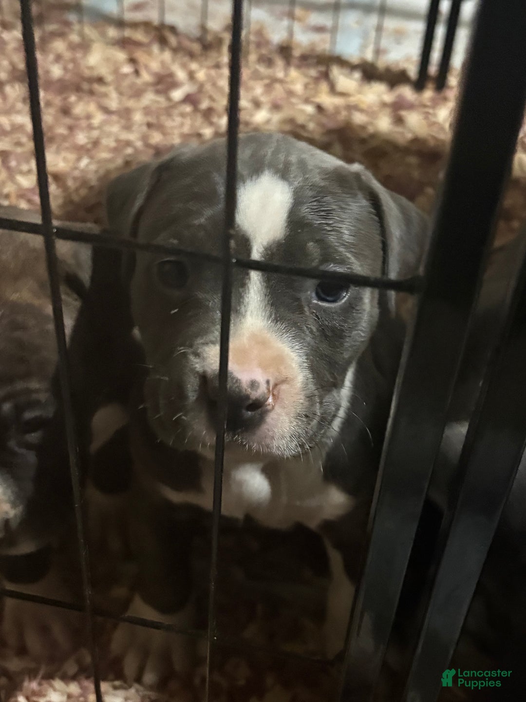 American Pit Bull Terrier dogs for sale: Luvvy  - Ad 7