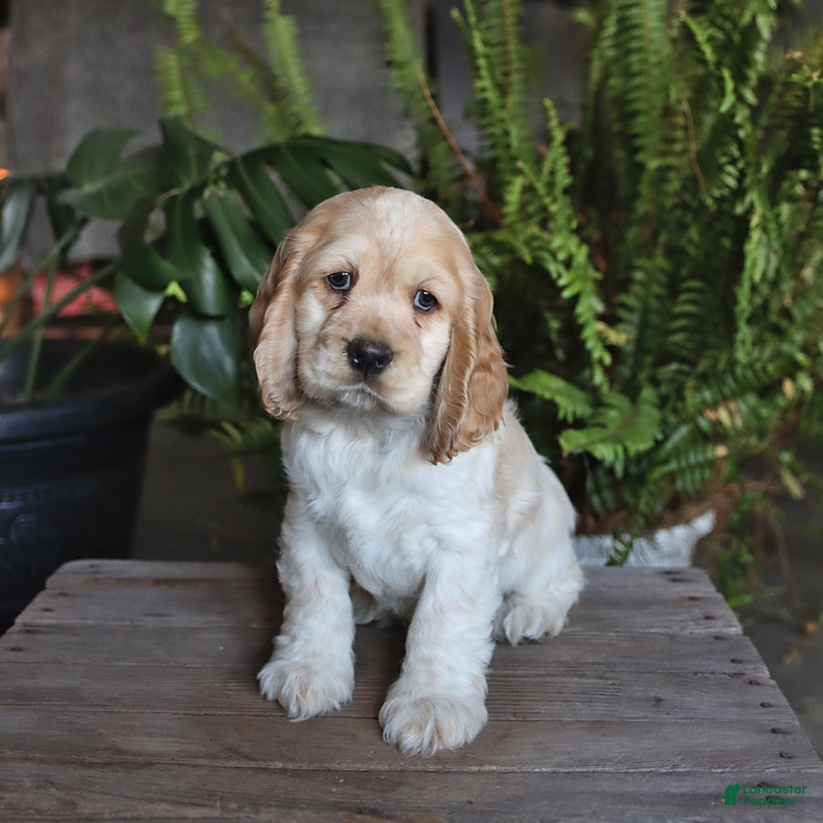 English Cocker Spaniel dogs Popcorn - Ad 2