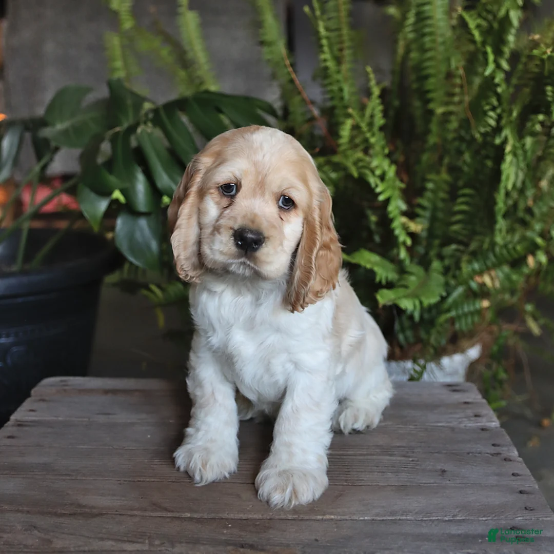 English Cocker Spaniel dogs for sale: Popcorn - Ad 2