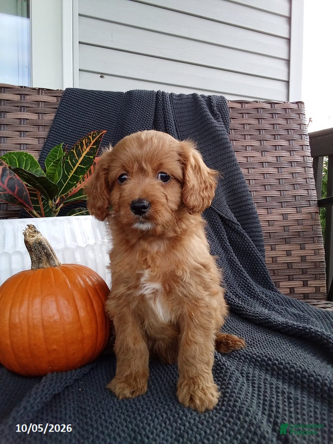 Obadiah (Mixed breed, Male) in Dalmatia, PA