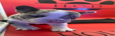 Krumbetta
