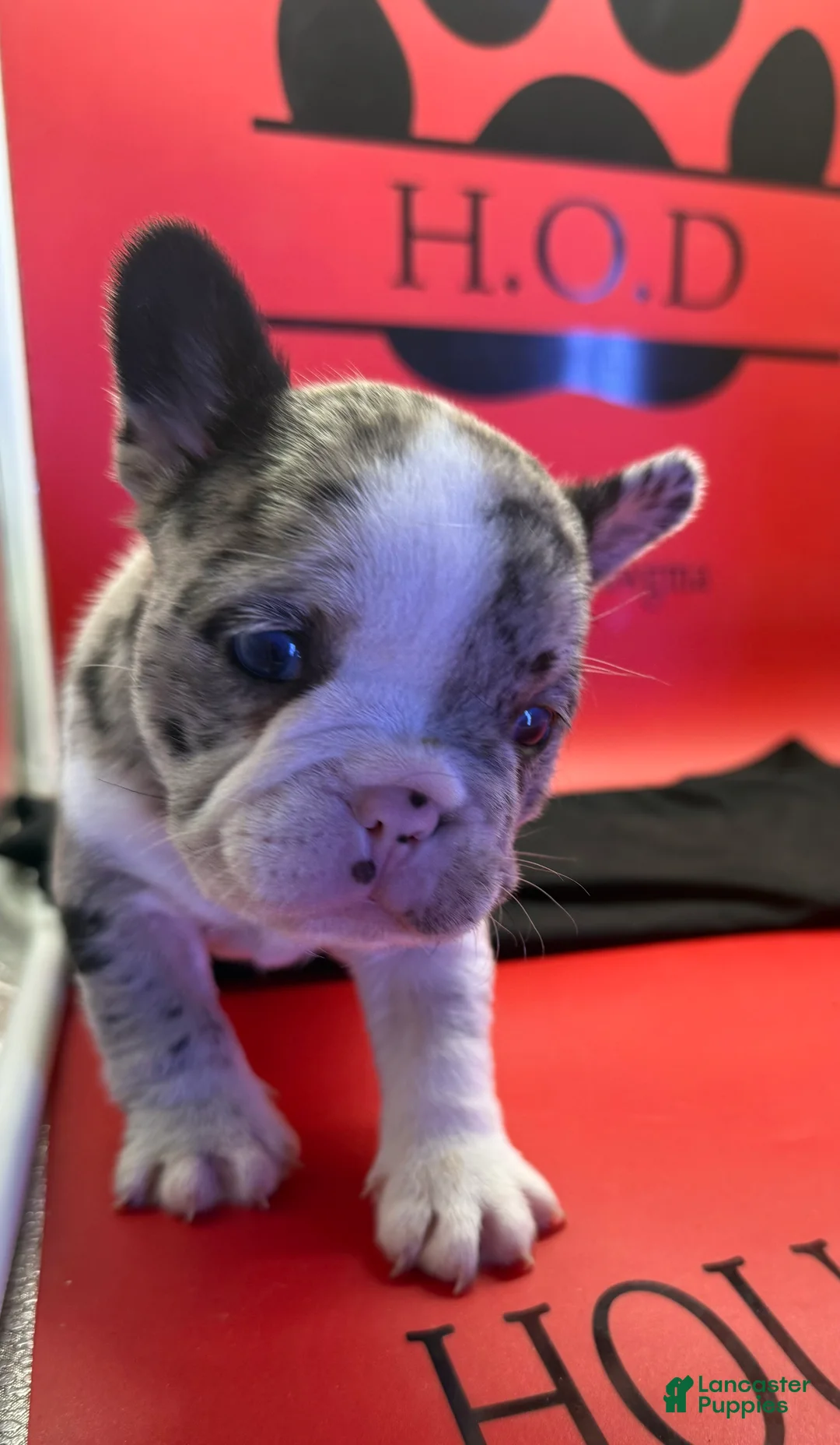 French Bulldog dogs for sale: Krumbetta - Ad 1