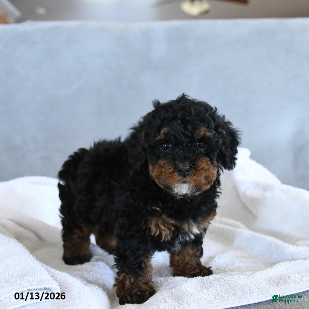 Toy Poodle dogs for sale: Coffee - Ad 2