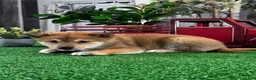 Shiba Inu dogs for sale: Ivan - Ad 3
