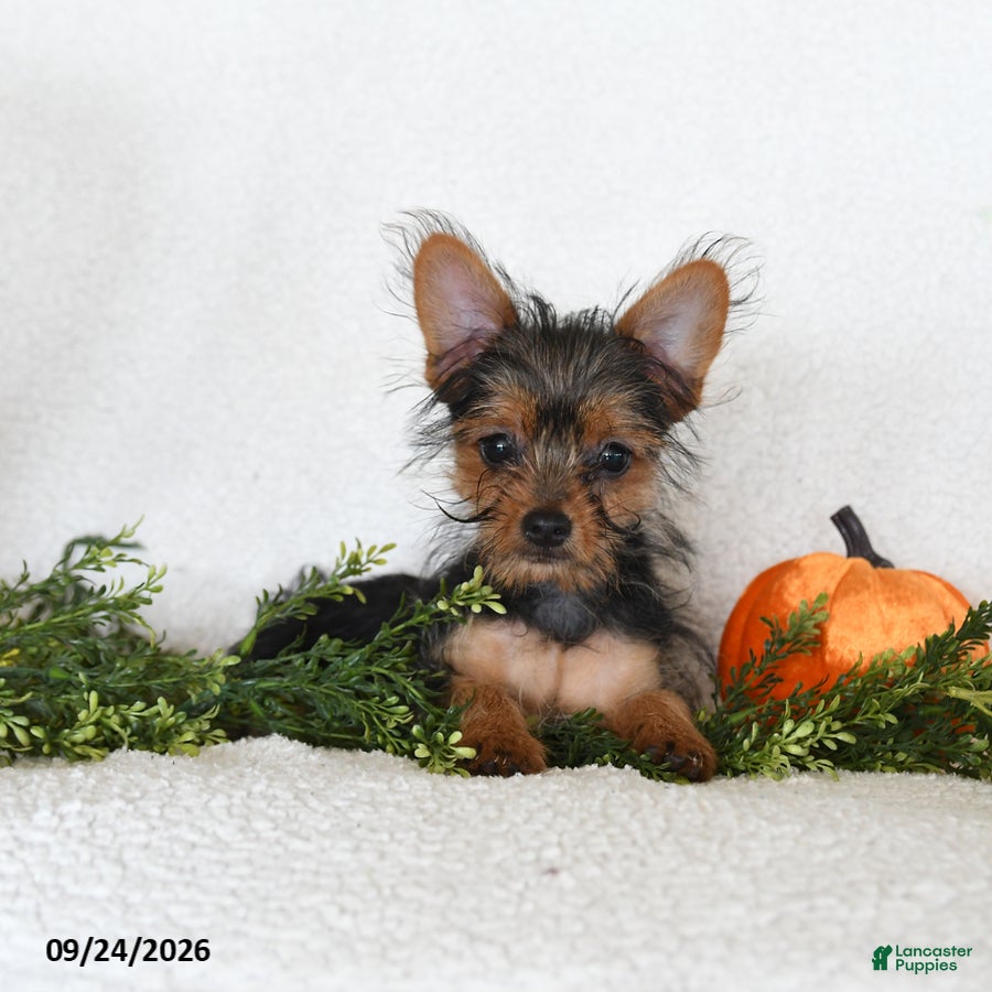 Shorkie dogs Lamar - Ad 2