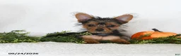 Shorkie dogs for sale: Lamar - Ad 2
