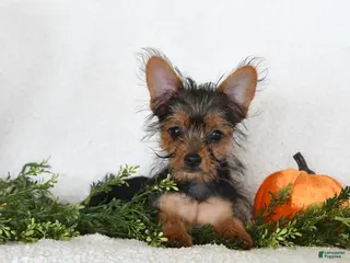Shorkie dogs Lamar - Ad 2