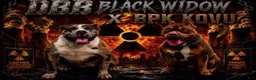 American Bully dogs for sale: American Bully (female) - Ad 5
