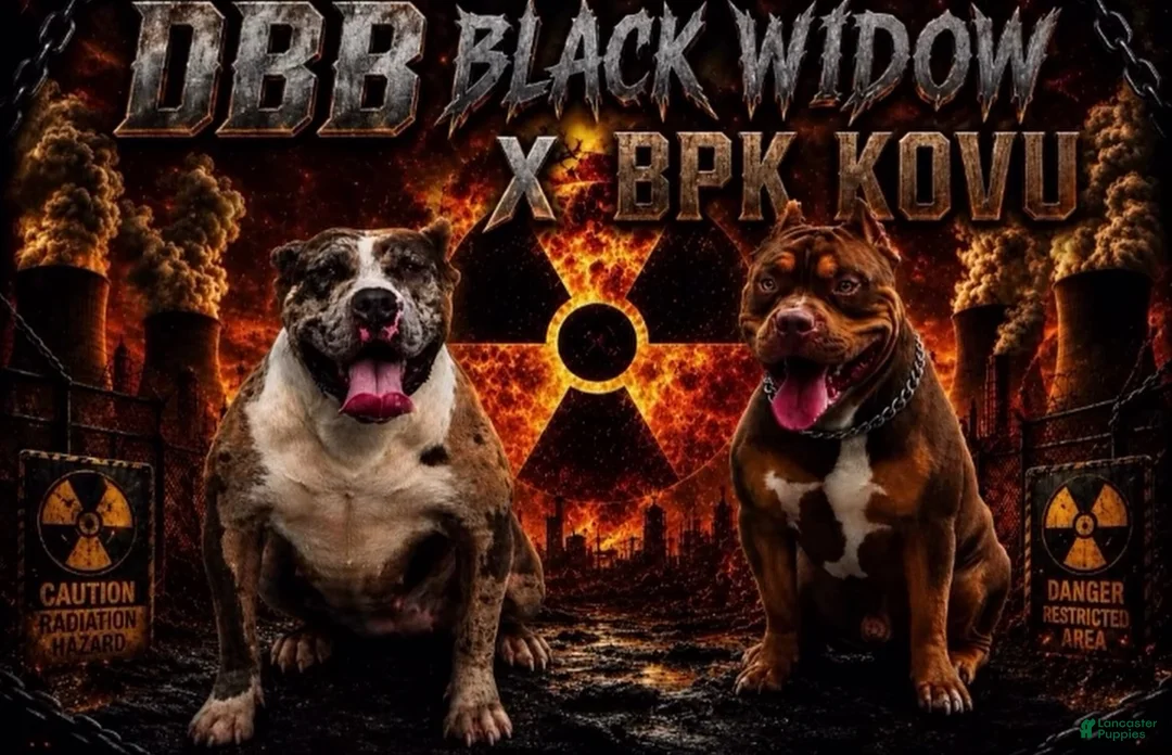 American Bully dogs for sale: American Bully (female) - Ad 5