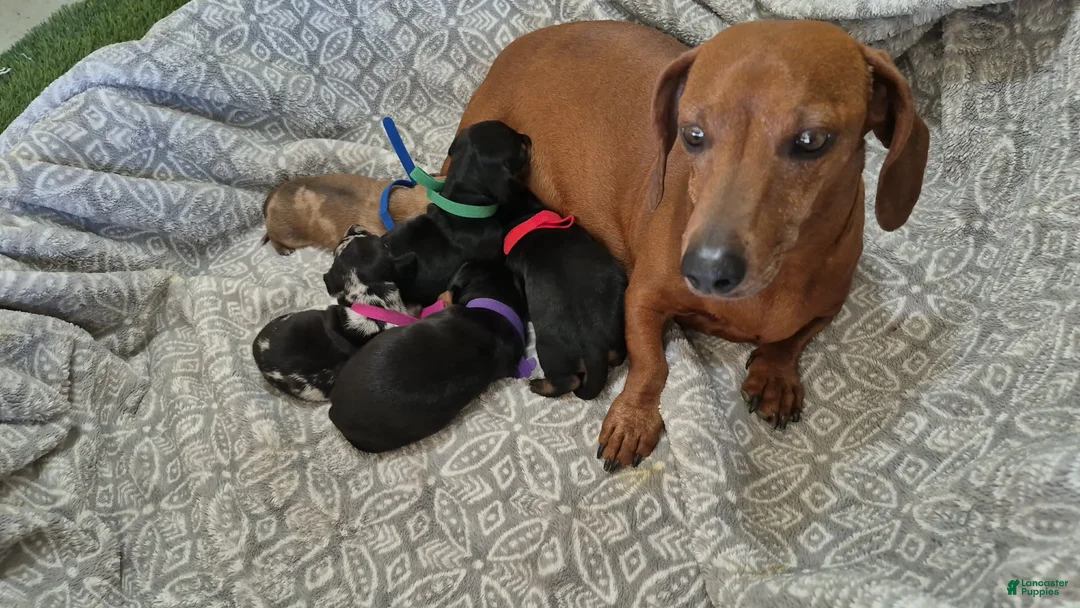 Dachshund dogs for sale: Dachshund 4 - Ad 2