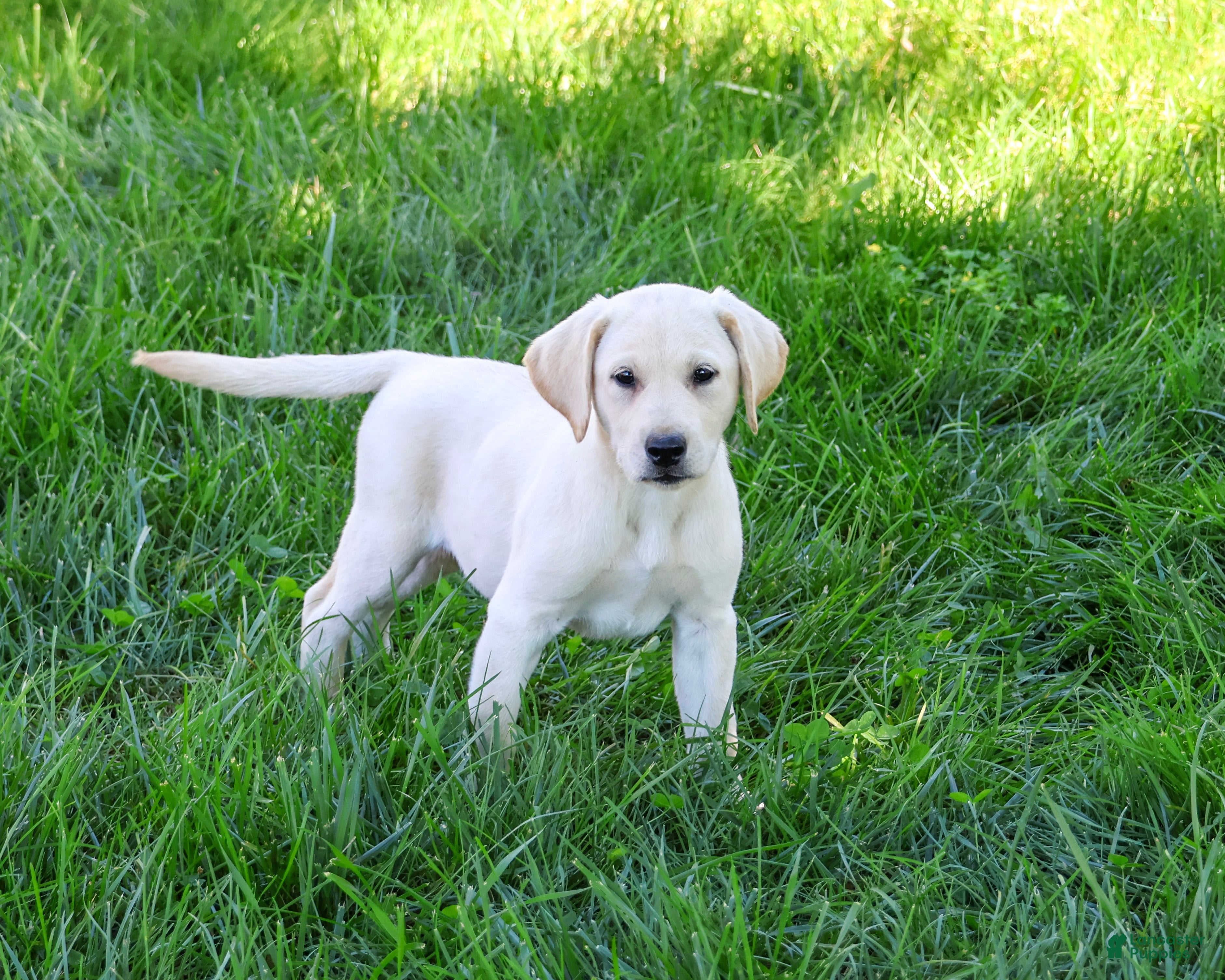 Labrador Retriever dogs Rosco - Ad 2