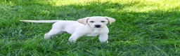 Labrador Retriever dogs for sale: Rosco - Ad 2