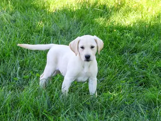 Labrador Retriever dogs Rosco - Ad 2