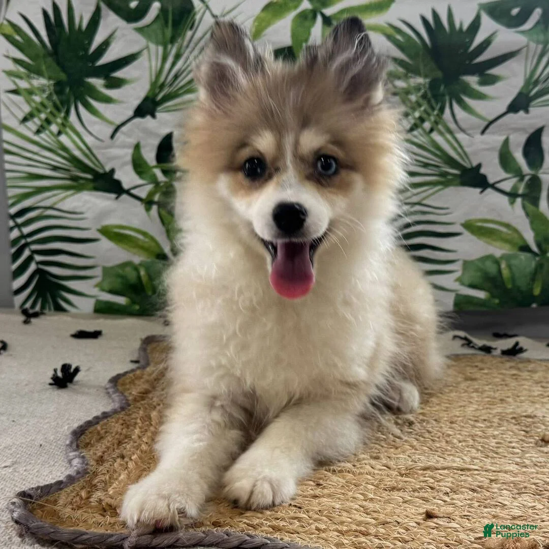 Pomsky dogs for sale: Holly - Ad 2