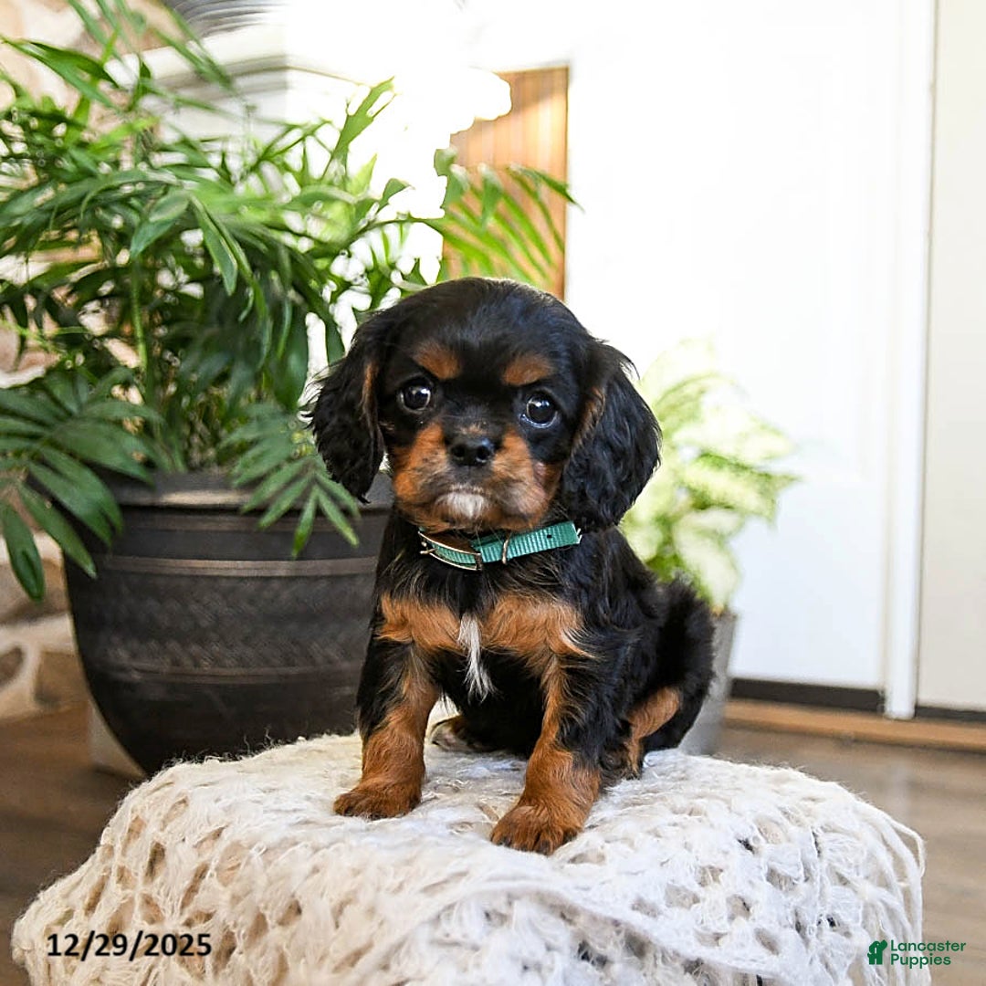 Cavalier King Charles Spaniel dogs for sale: Vanilla - Ad 1