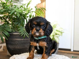 Cavalier King Charles Spaniel dogs for sale: Vanilla - Ad 1