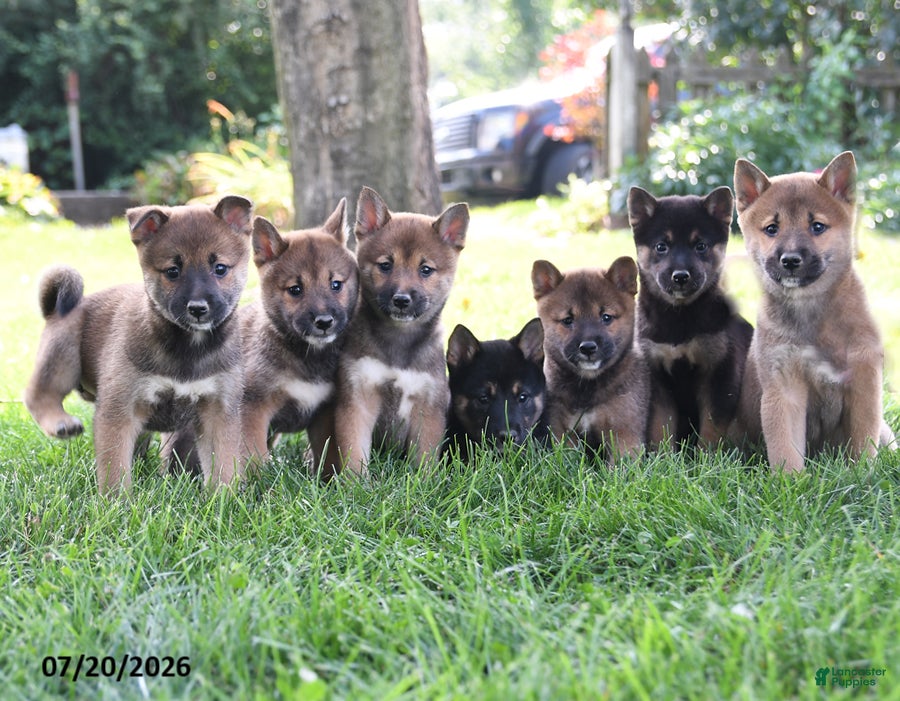 Conner Shiba Inu for sale in Ephrata | Lancaster Puppies
