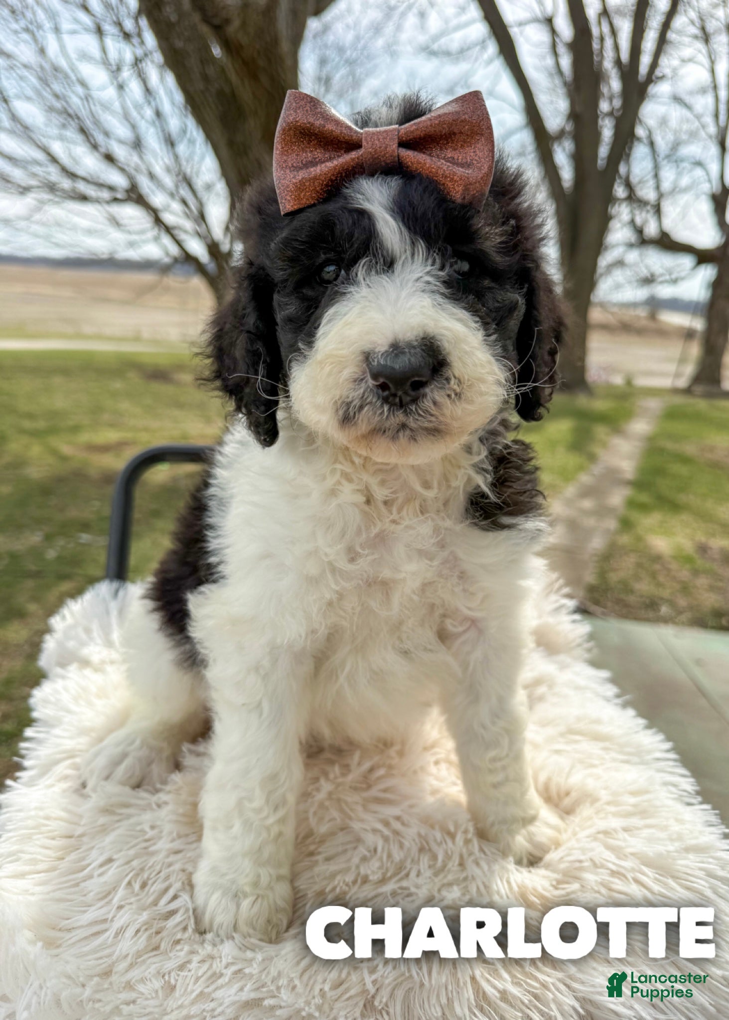 Saint Berdoodles dogs Charlotte - Standard F1b - Ad 1