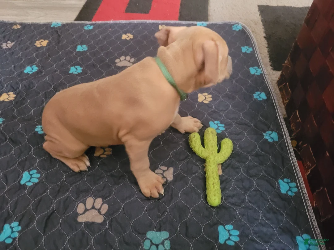 American Pit Bull Terrier dogs for sale: Pretty Boy  - Ad 2
