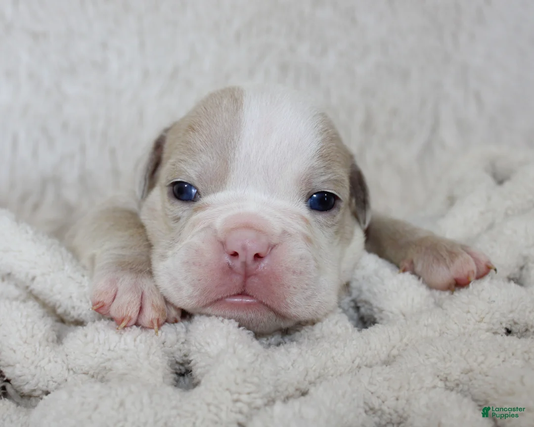 English Bulldog dogs for sale: Kory - Ad 1