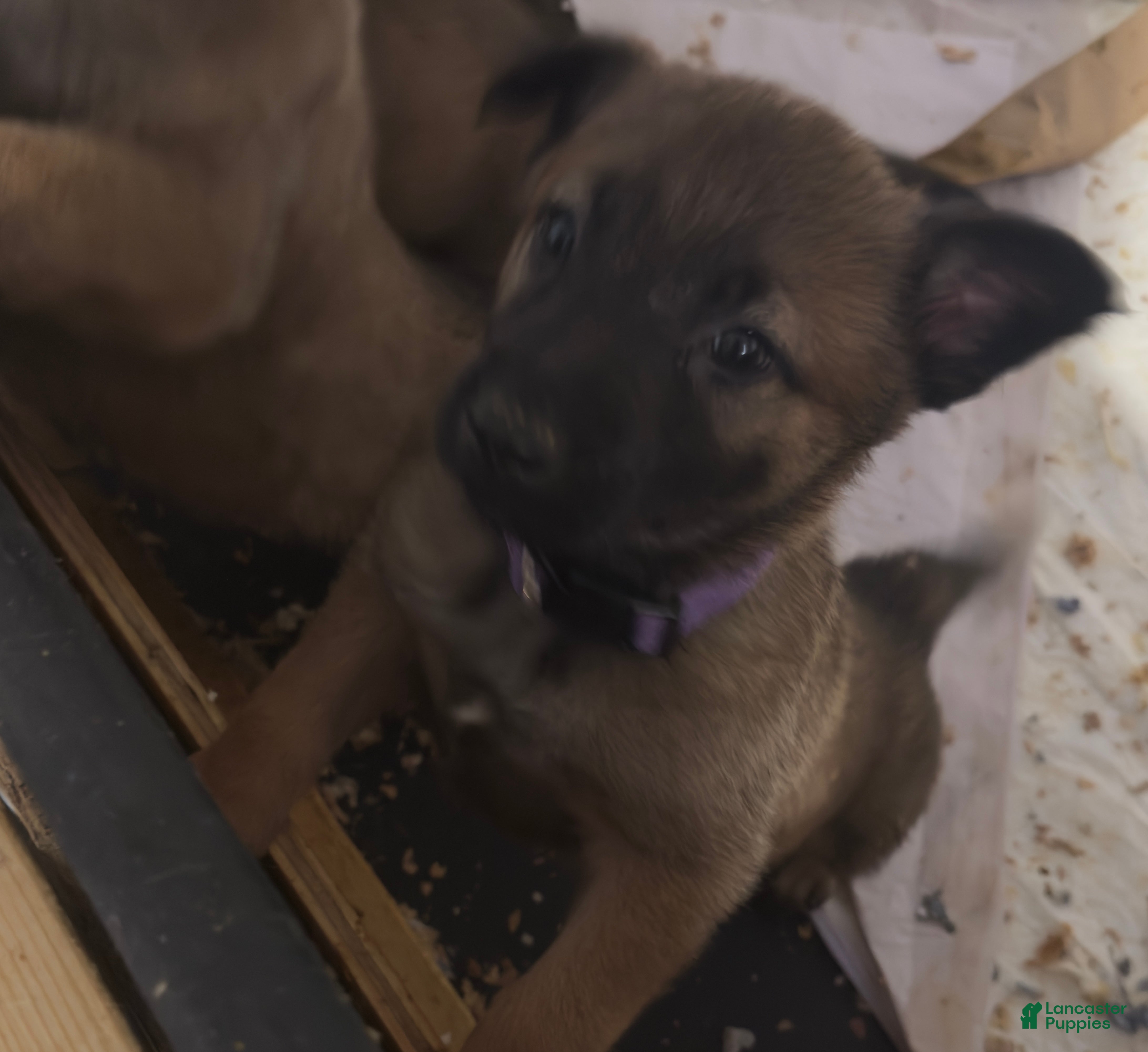 Mixed Breed dogs Mixed Breed Puppy 3 - Ad 1