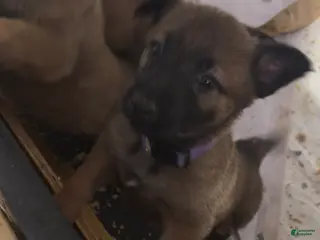 Mixed Breed dogs for sale: Mixed Breed Puppy 3 - Ad 1