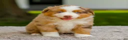 Miniature Australian Shepherd dogs for sale: Murphy - Ad 3