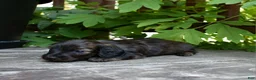 Miniature Dachshund dogs for sale: Ruth - Ad 4