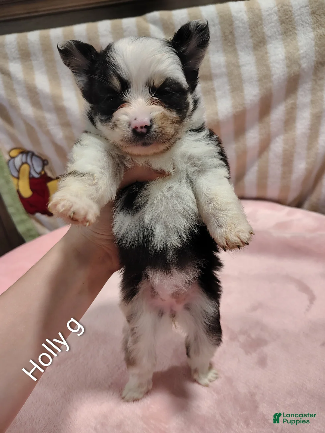 Pomeranian dogs for sale: Holly - Ad 1