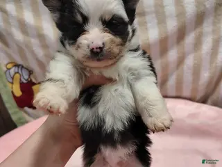 Pomeranian dogs Holly - Ad 37