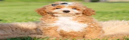 Toy Poodle dogs for sale: Pluto - Ad 2