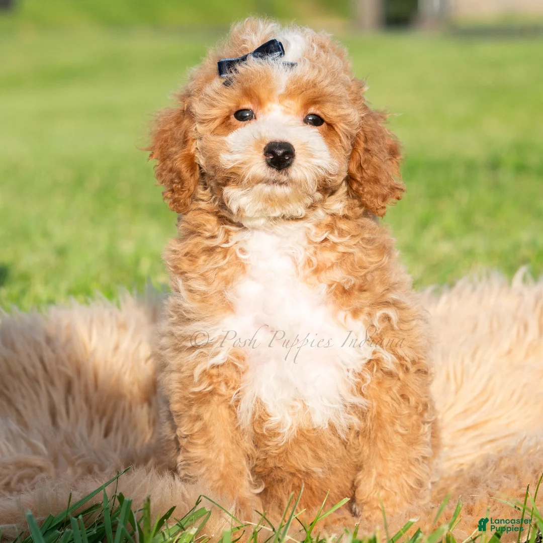 Toy Poodle dogs for sale: Pluto - Ad 2