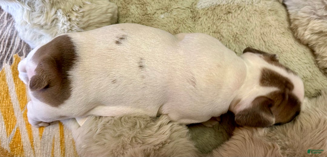 French Bulldog dogs for sale: Abbi - Ad 2