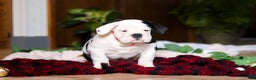 English Bulldog dogs for sale: Marjie - Ad 6