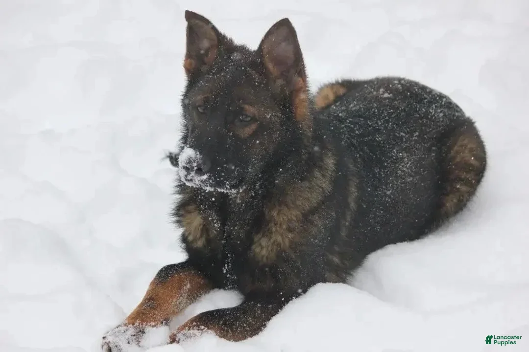 German Shepherd dogs for sale: Sheriff - Ad 7