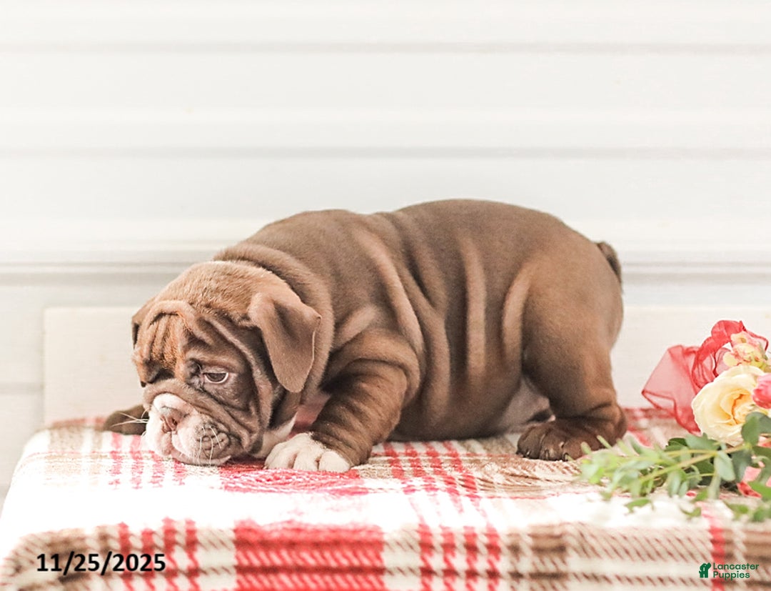 English Bulldog dogs for sale: Rhoda - Ad 9
